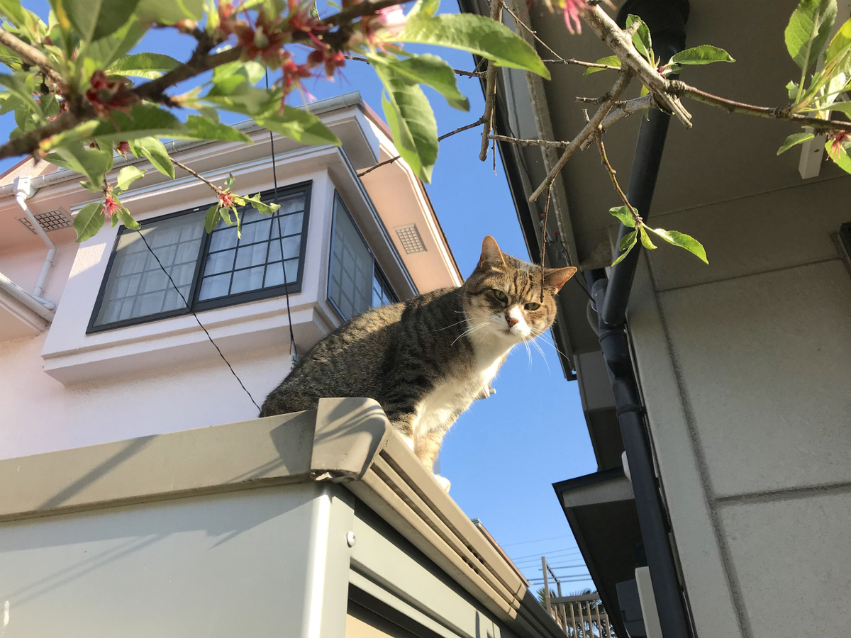 f:id:masatdm1951:20200406220142j:plain