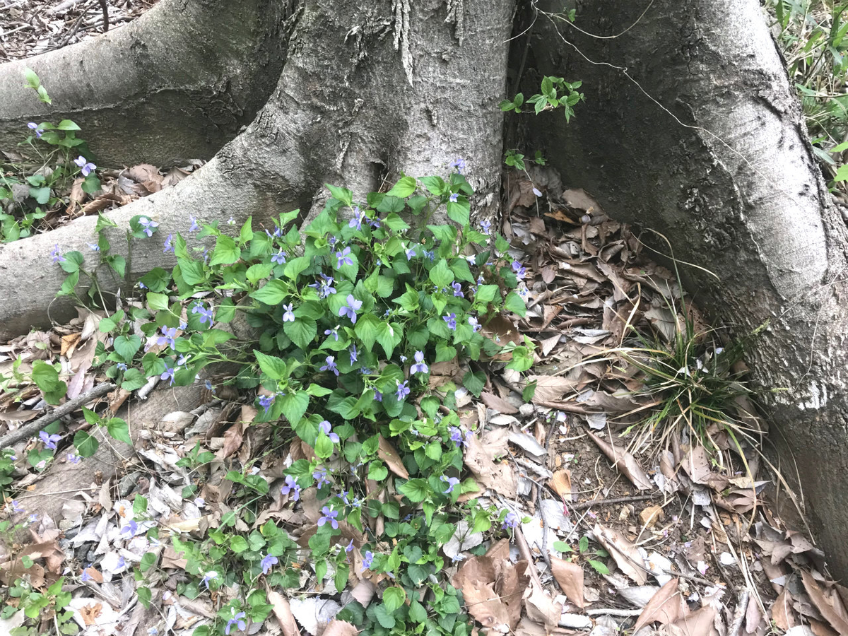 f:id:masatdm1951:20200410094237j:plain