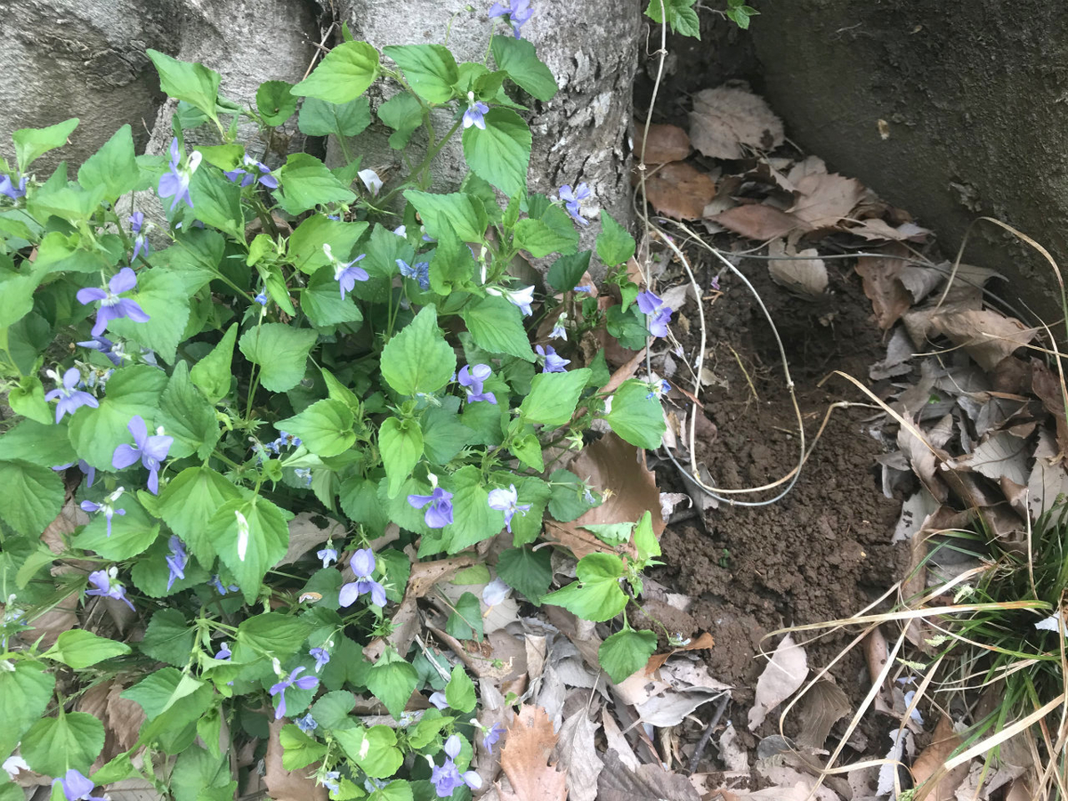 f:id:masatdm1951:20200410094257j:plain