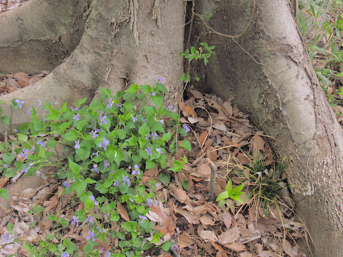 f:id:masatdm1951:20200410094326j:plain