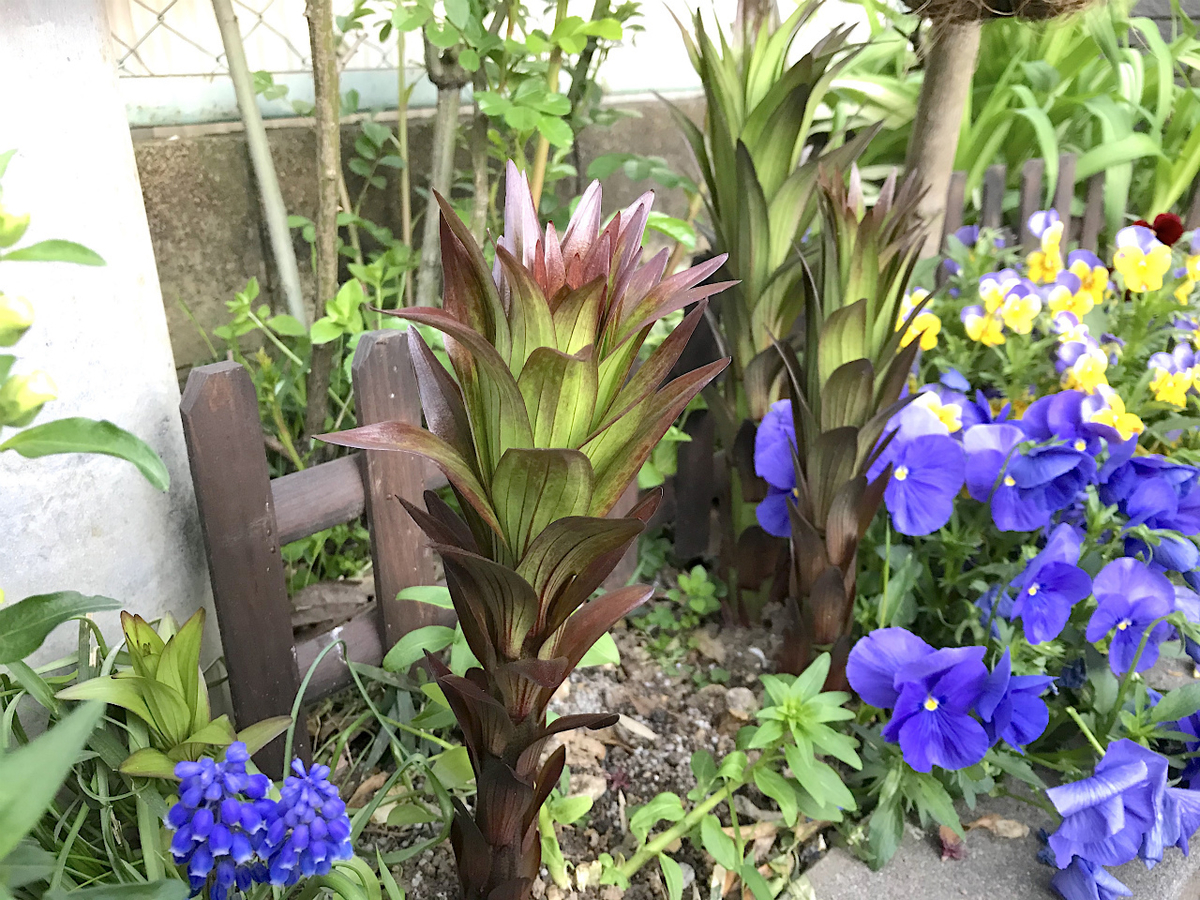 f:id:masatdm1951:20200411221731j:plain