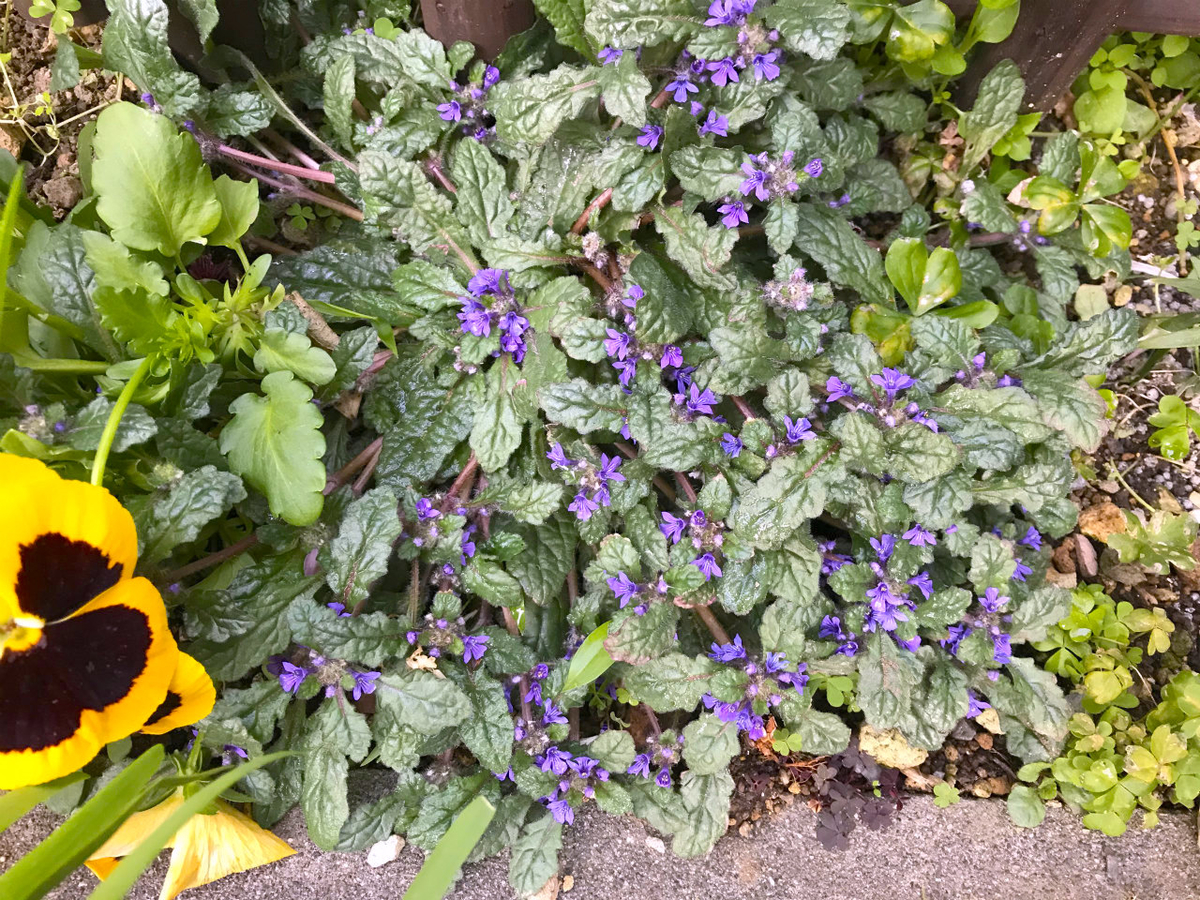 f:id:masatdm1951:20200411221831j:plain