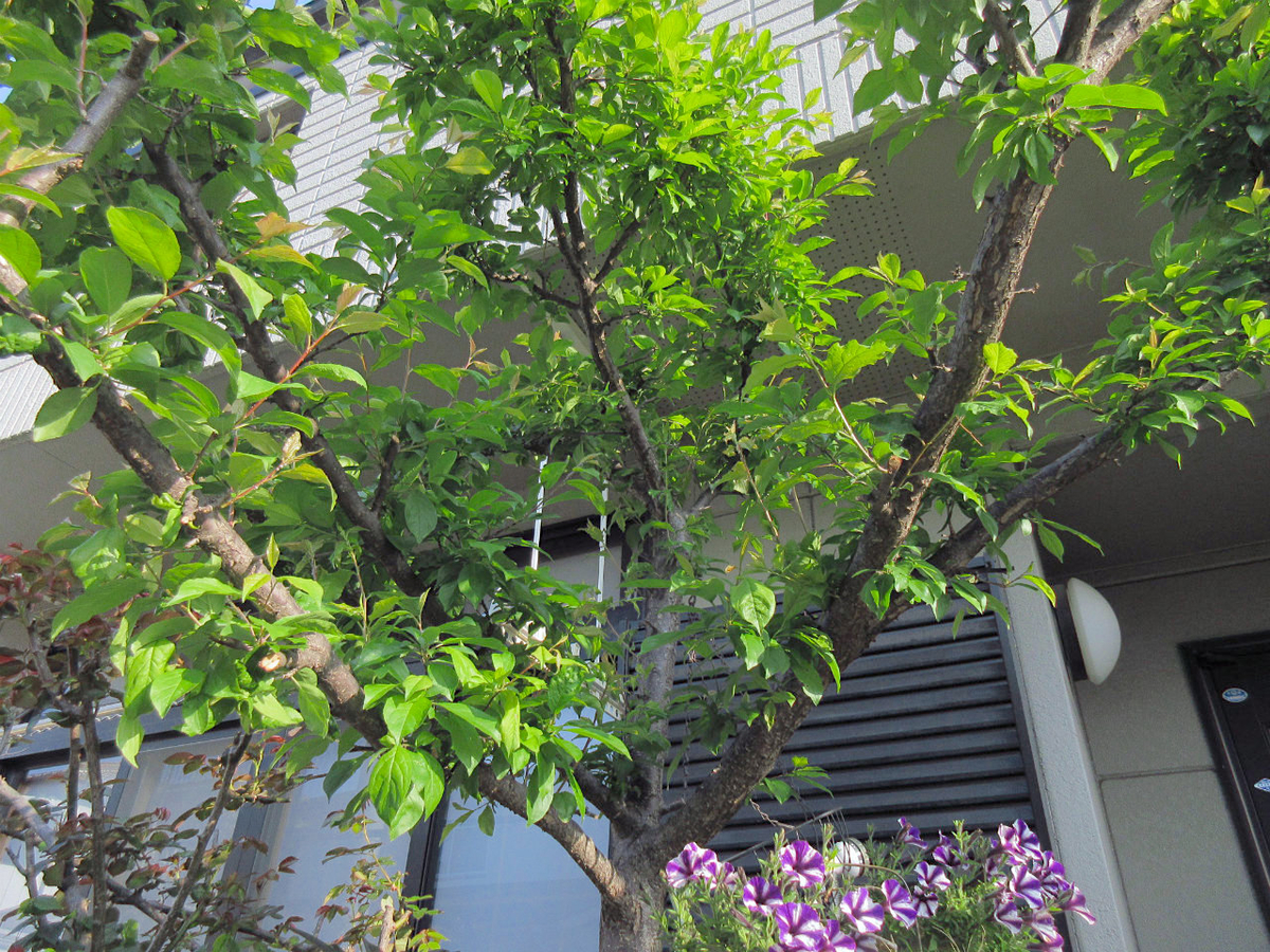 f:id:masatdm1951:20200411221853j:plain