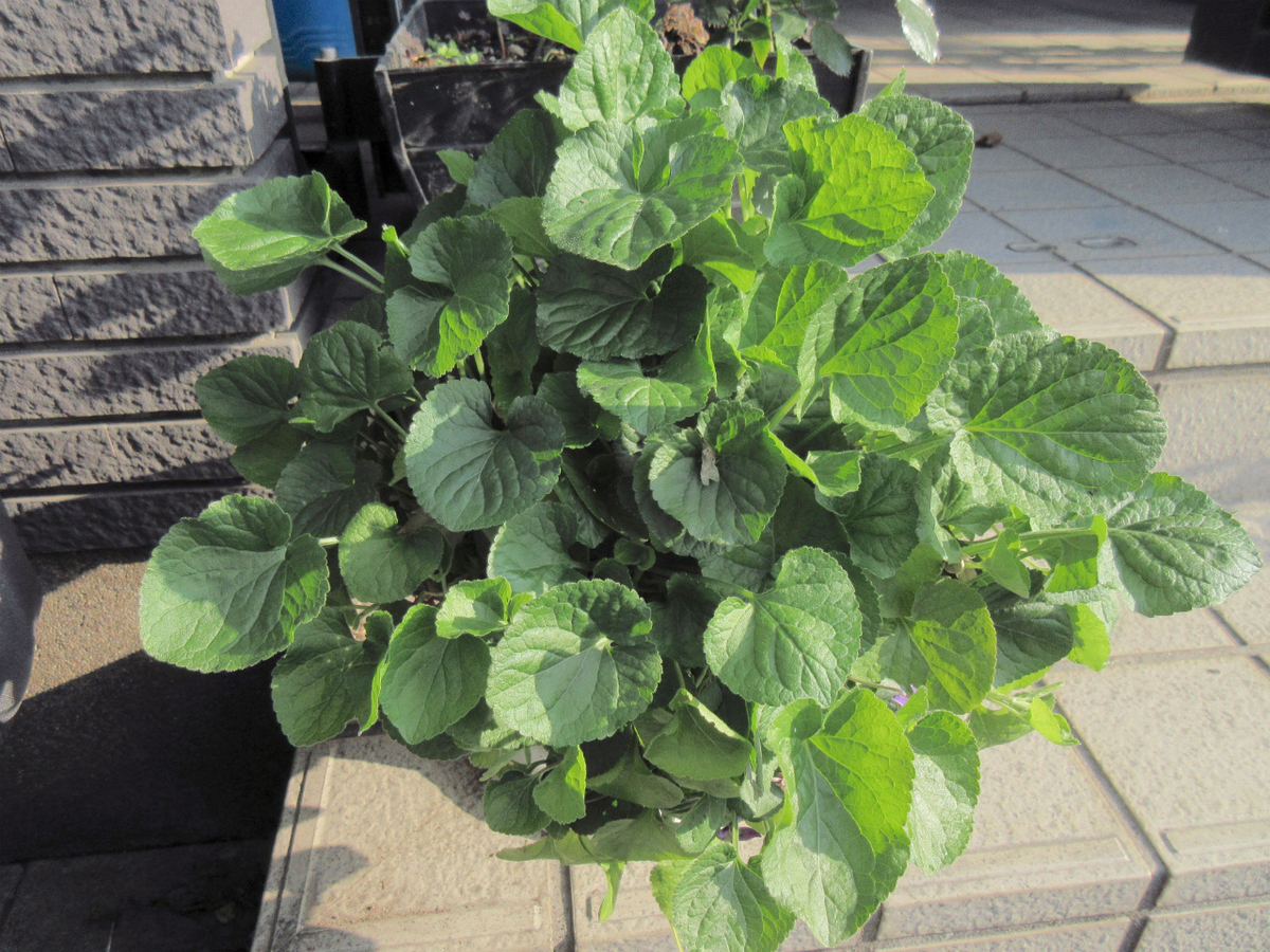 f:id:masatdm1951:20200411221910j:plain