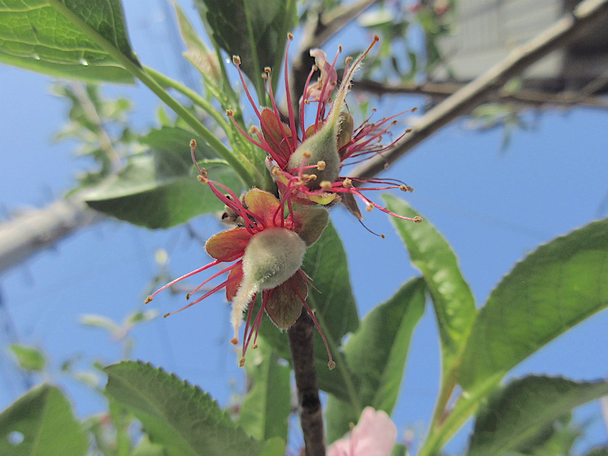 f:id:masatdm1951:20200411221945j:plain