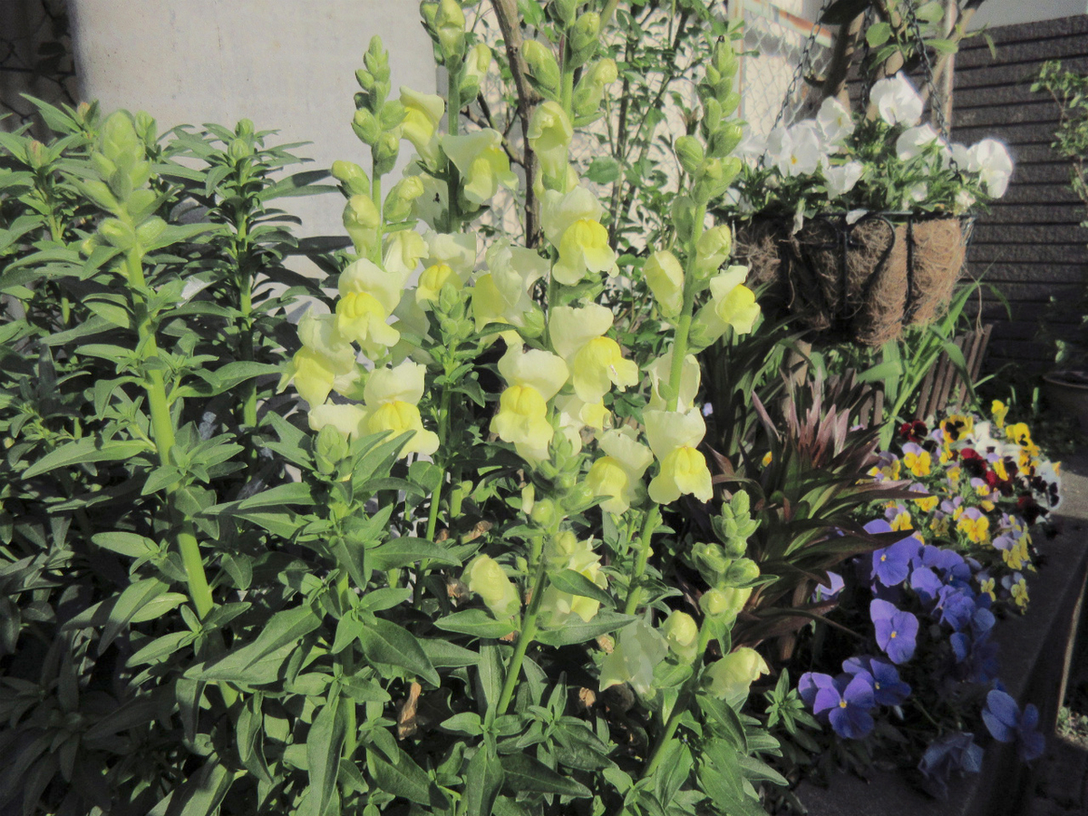 f:id:masatdm1951:20200411222004j:plain