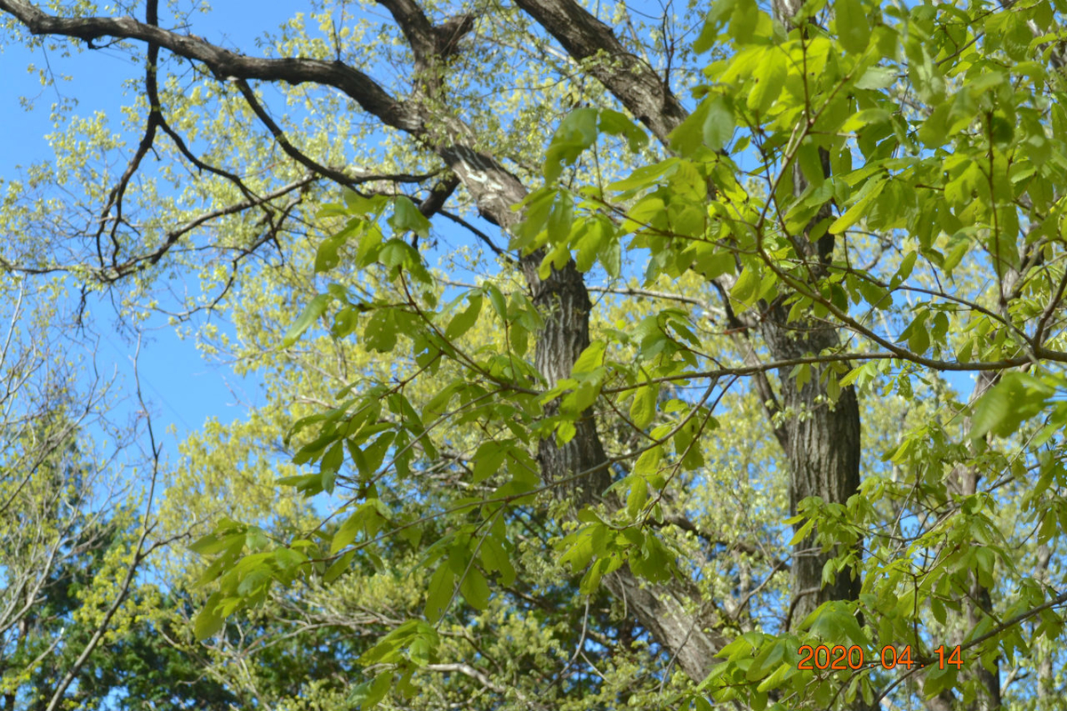 f:id:masatdm1951:20200414112105j:plain f:id:masatdm1951:20200414112105j:plain