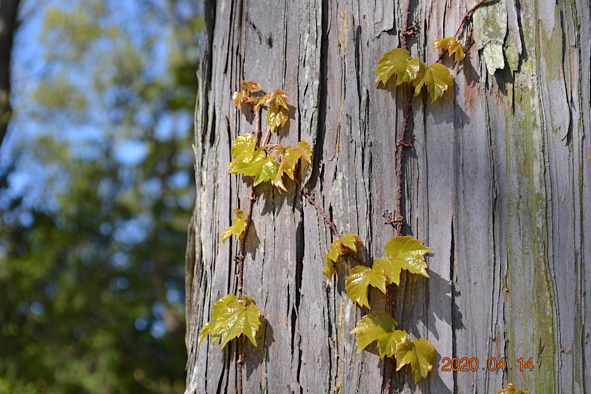 f:id:masatdm1951:20200414112110j:plain f:id:masatdm1951:20200414112110j:plain