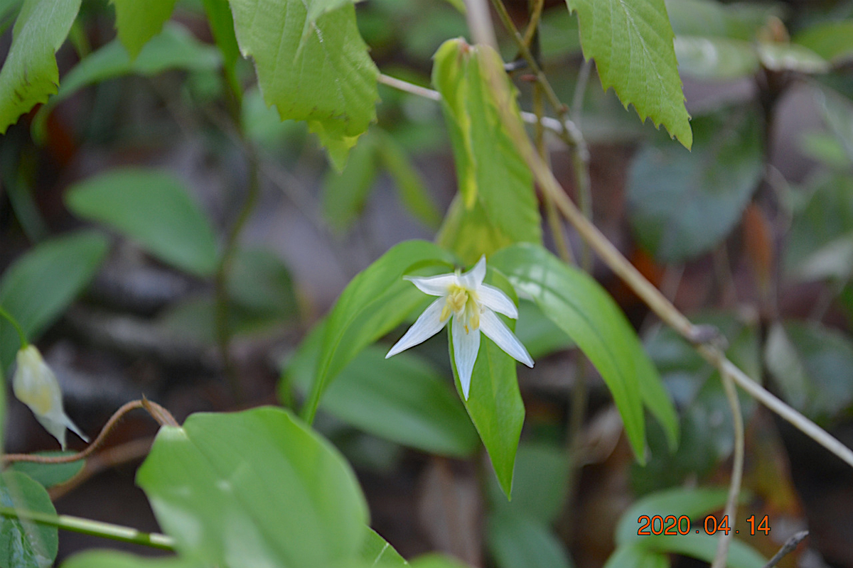 f:id:masatdm1951:20200414112132j:plain f:id:masatdm1951:20200414112132j:plain