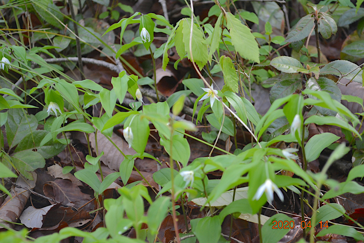 f:id:masatdm1951:20200414112137j:plain f:id:masatdm1951:20200414112137j:plain