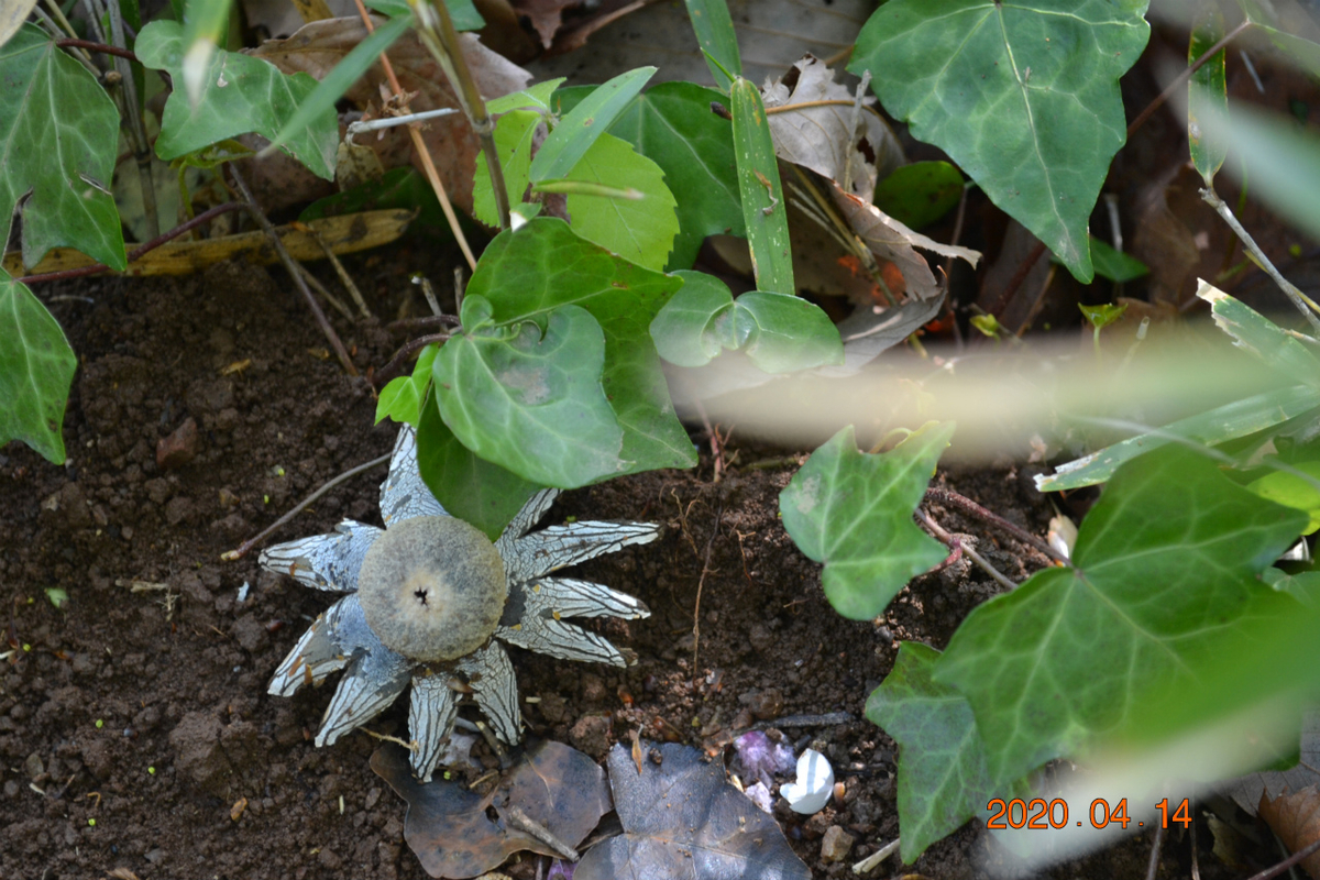 f:id:masatdm1951:20200414112840j:plain f:id:masatdm1951:20200414112840j:plain