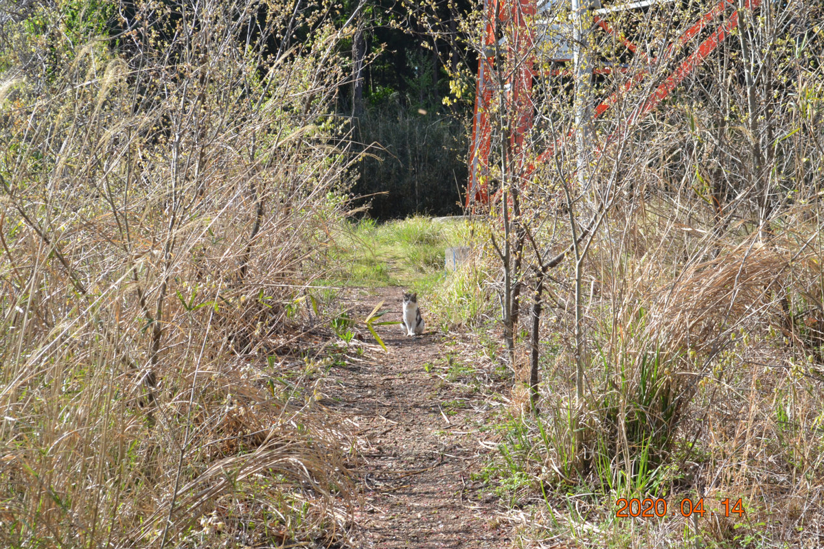 f:id:masatdm1951:20200414112909j:plain f:id:masatdm1951:20200414112909j:plain