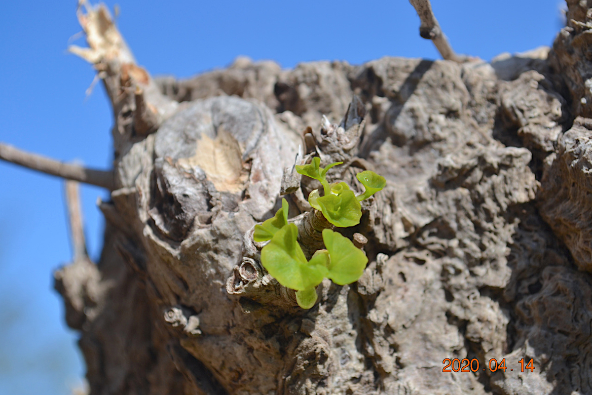 f:id:masatdm1951:20200414112923j:plain f:id:masatdm1951:20200414112923j:plain