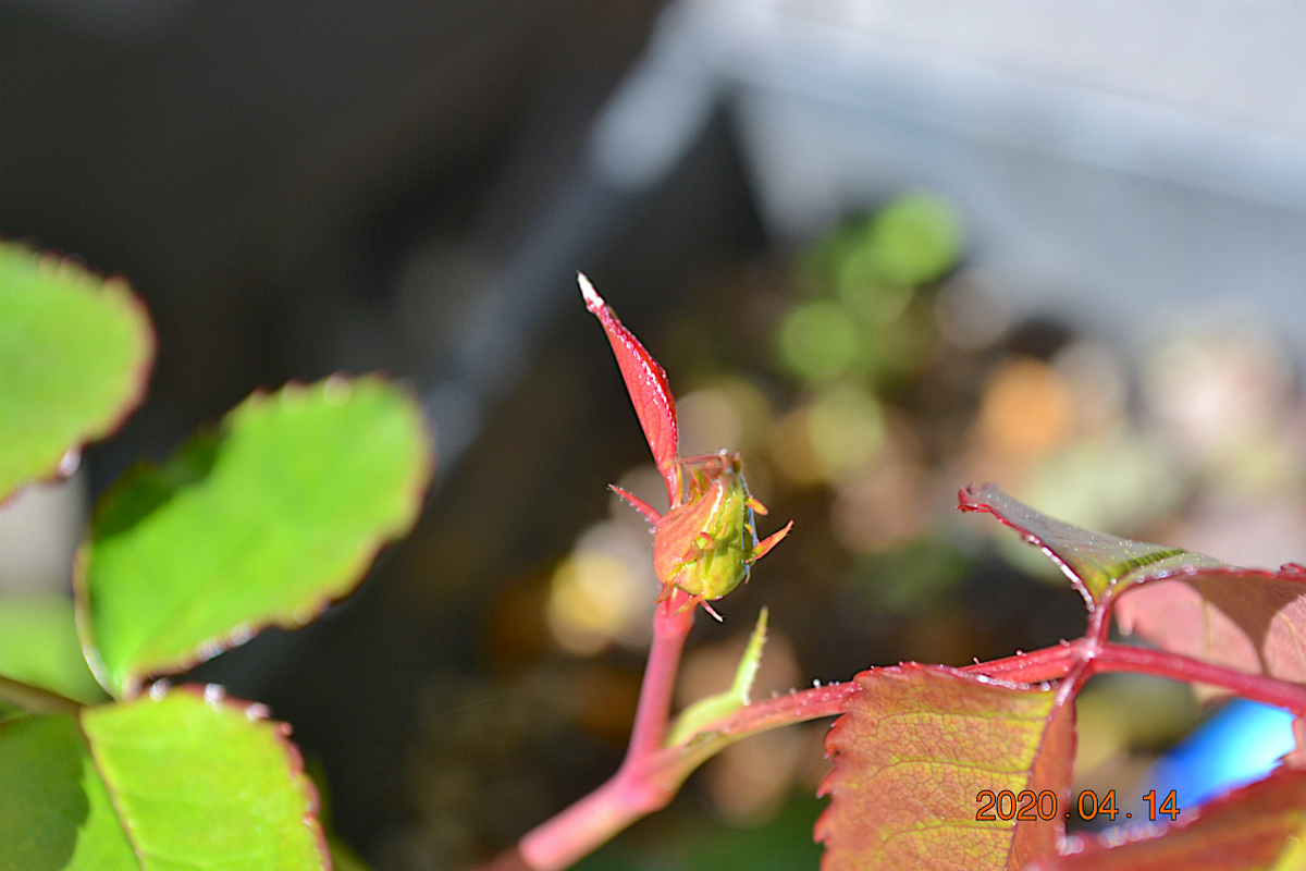 f:id:masatdm1951:20200414113001j:plain f:id:masatdm1951:20200414113001j:plain