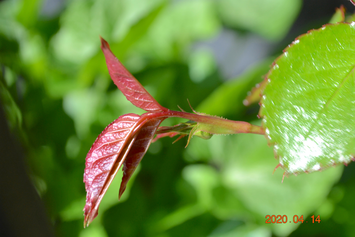 f:id:masatdm1951:20200414113004j:plain f:id:masatdm1951:20200414113004j:plain