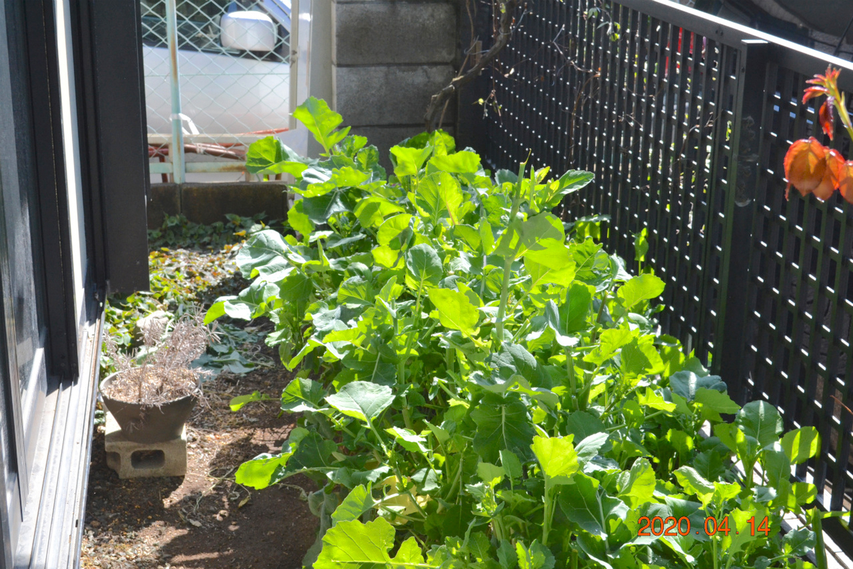 f:id:masatdm1951:20200414113050j:plain f:id:masatdm1951:20200414113050j:plain