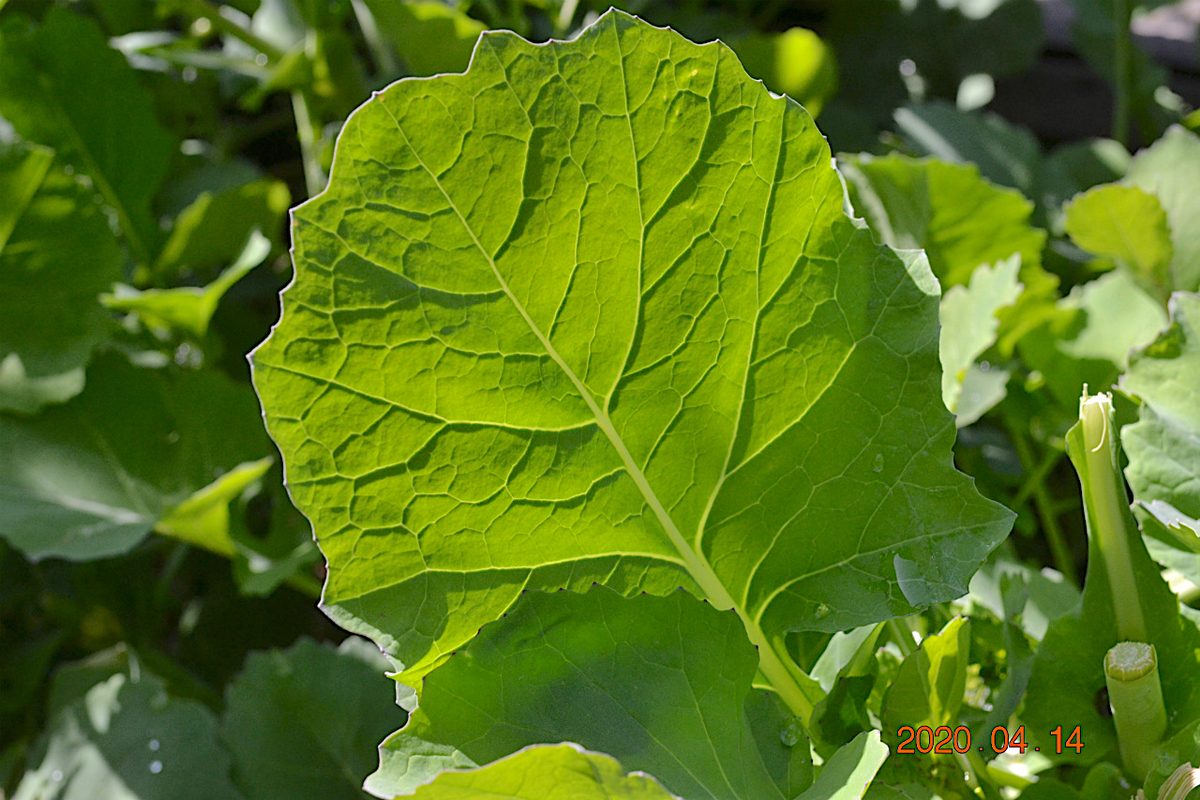 f:id:masatdm1951:20200414113102j:plain f:id:masatdm1951:20200414113102j:plain