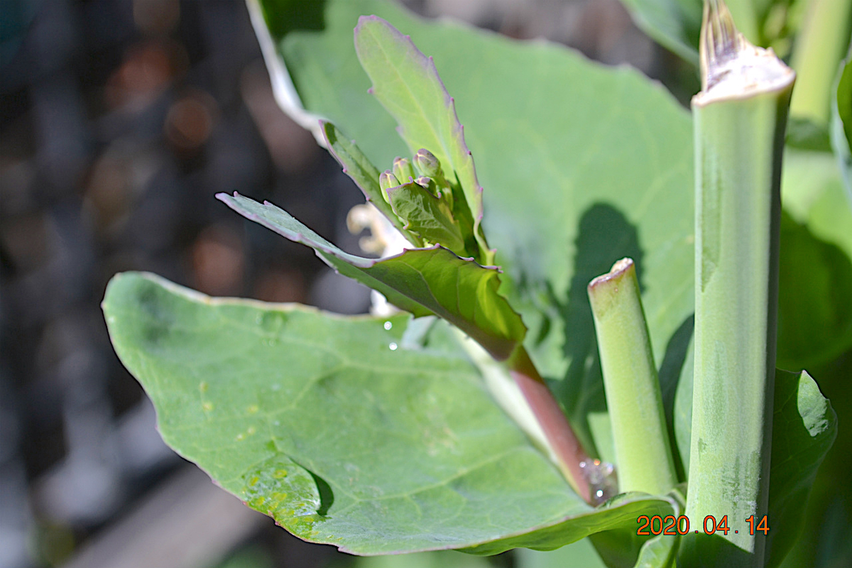 f:id:masatdm1951:20200414113105j:plain f:id:masatdm1951:20200414113105j:plain