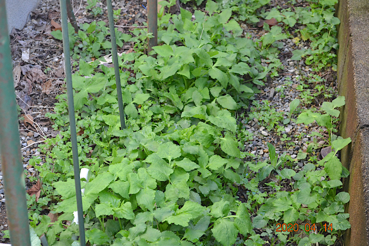 f:id:masatdm1951:20200414113117j:plain f:id:masatdm1951:20200414113117j:plain