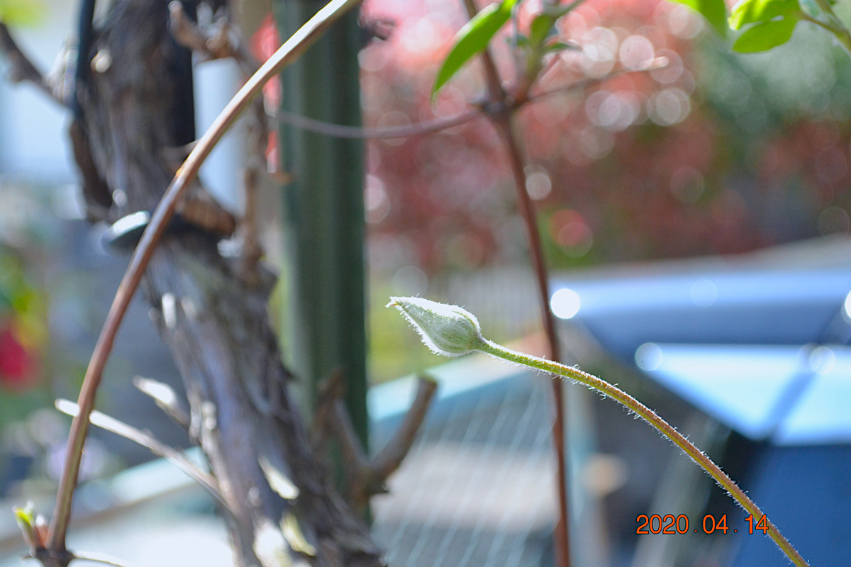 f:id:masatdm1951:20200414113140j:plain f:id:masatdm1951:20200414113140j:plain