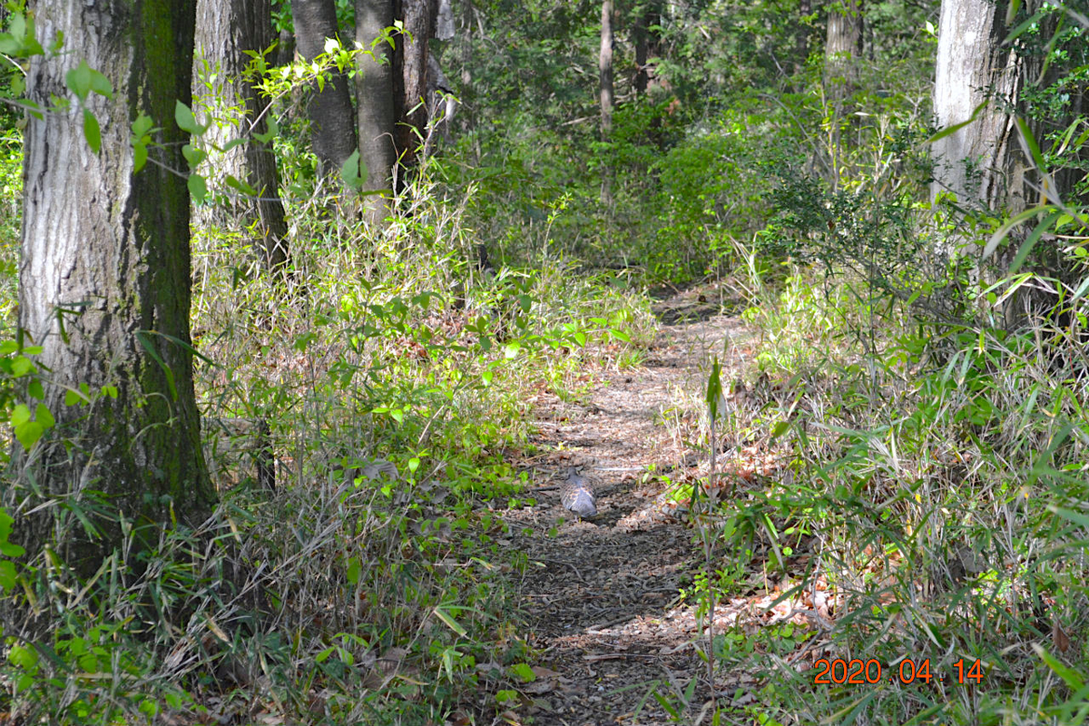 f:id:masatdm1951:20200414113332j:plain f:id:masatdm1951:20200414113332j:plain