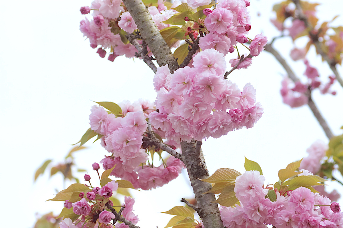 f:id:masatdm1951:20200417091207j:plain