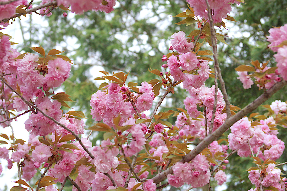 f:id:masatdm1951:20200417091226j:plain