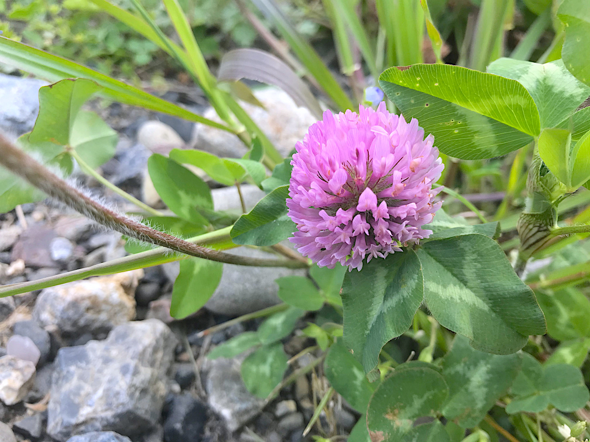 f:id:masatdm1951:20200417091300j:plain