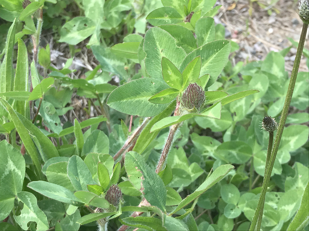 f:id:masatdm1951:20200417091401j:plain