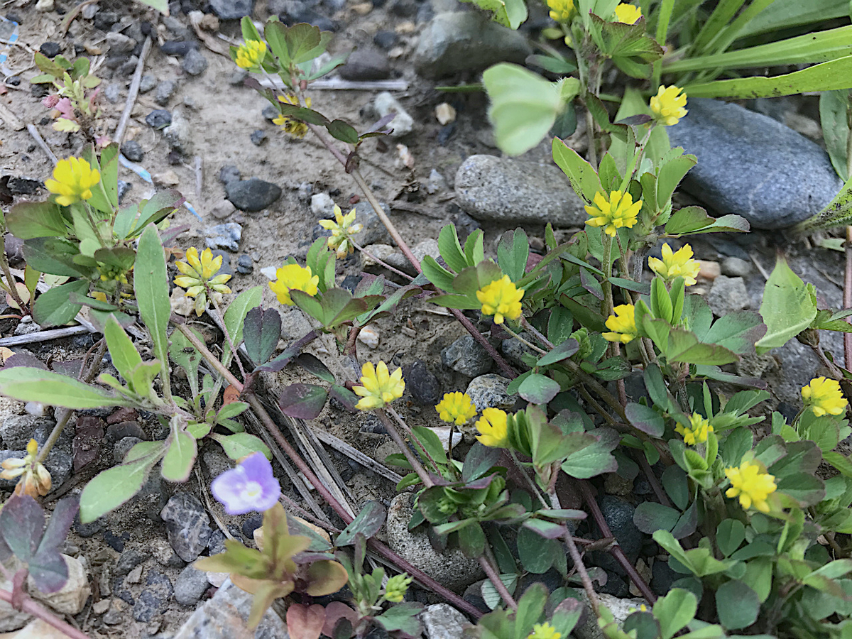 f:id:masatdm1951:20200417091427j:plain