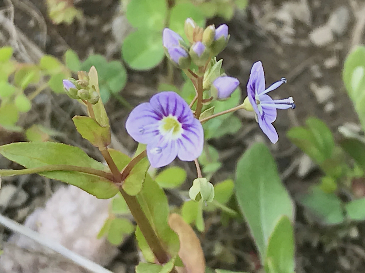 f:id:masatdm1951:20200417091450j:plain