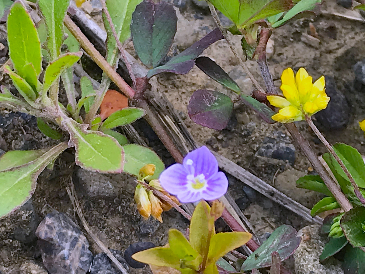 f:id:masatdm1951:20200417091506j:plain