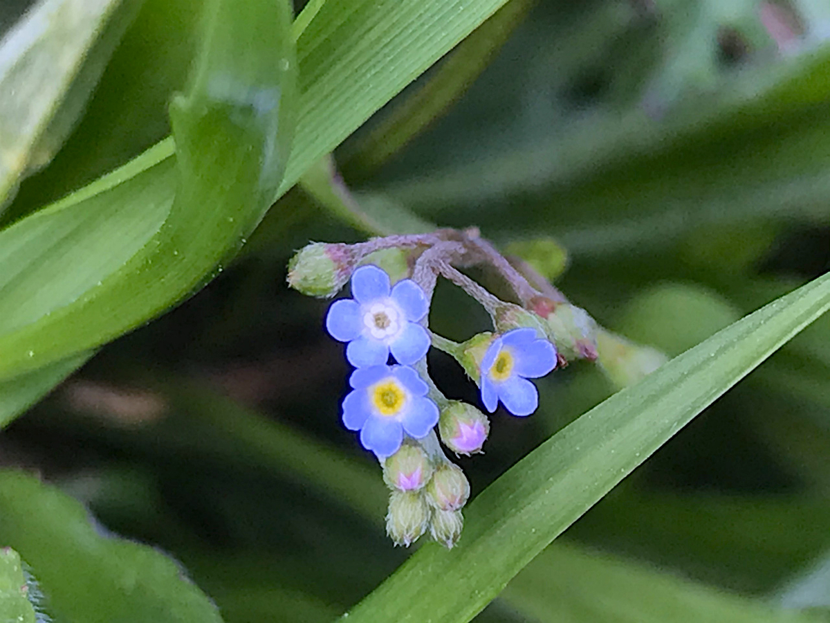 f:id:masatdm1951:20200417091549j:plain