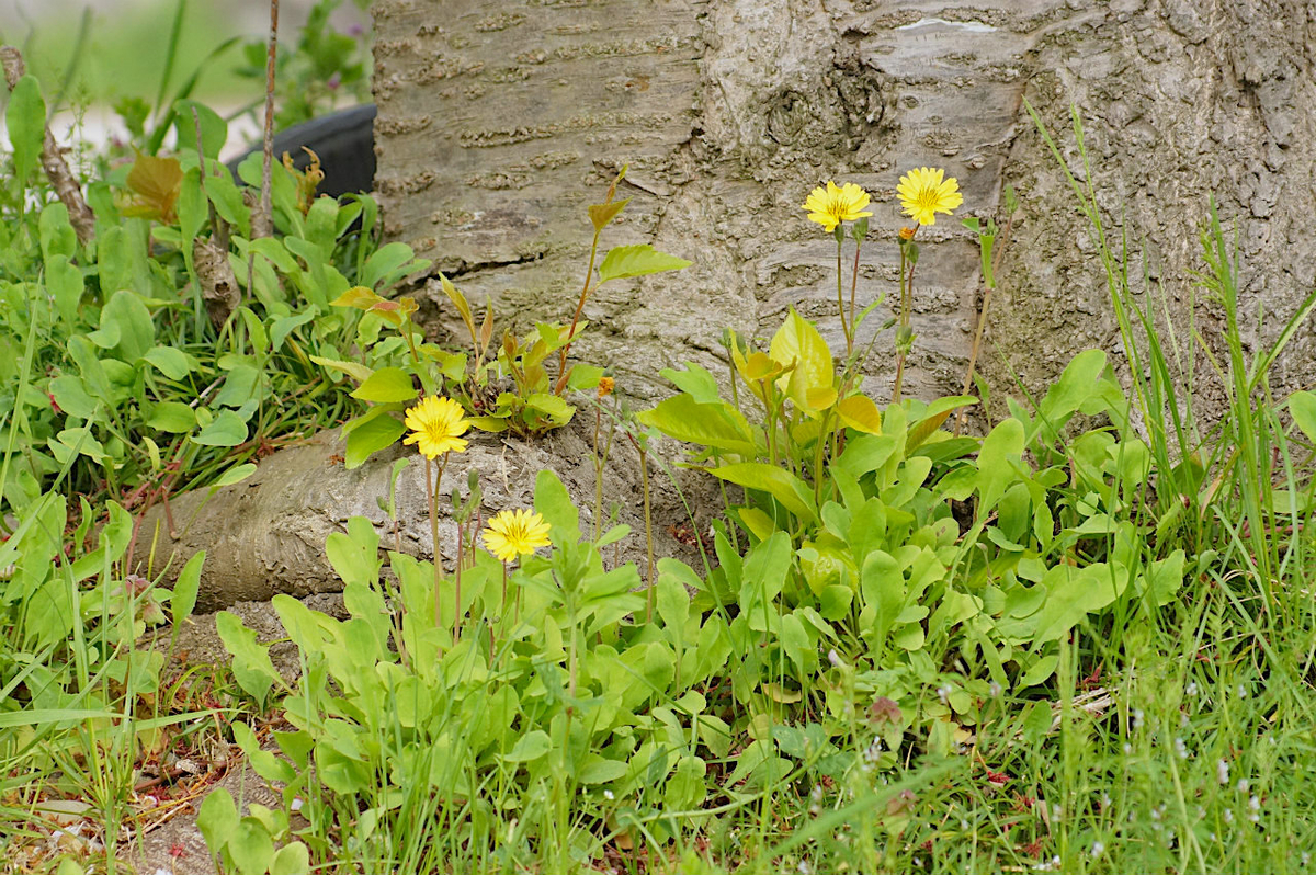 f:id:masatdm1951:20200417091648j:plain