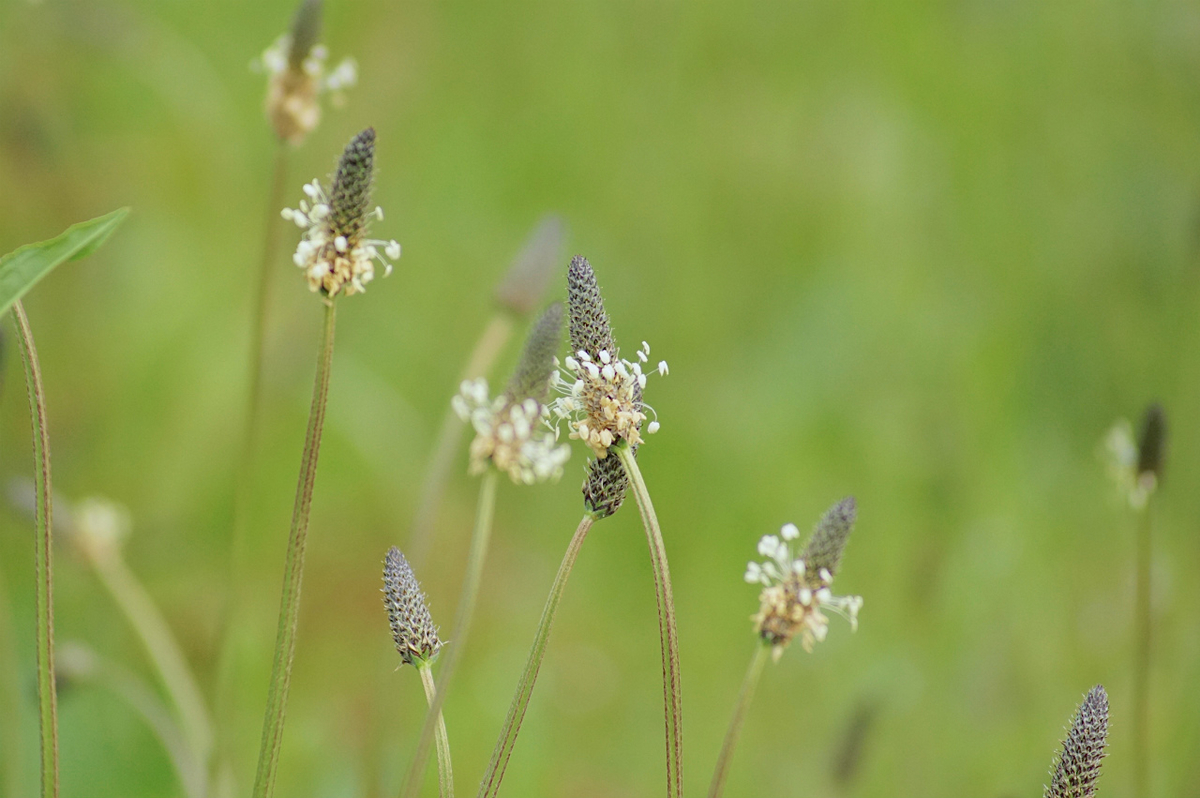 f:id:masatdm1951:20200417091837j:plain