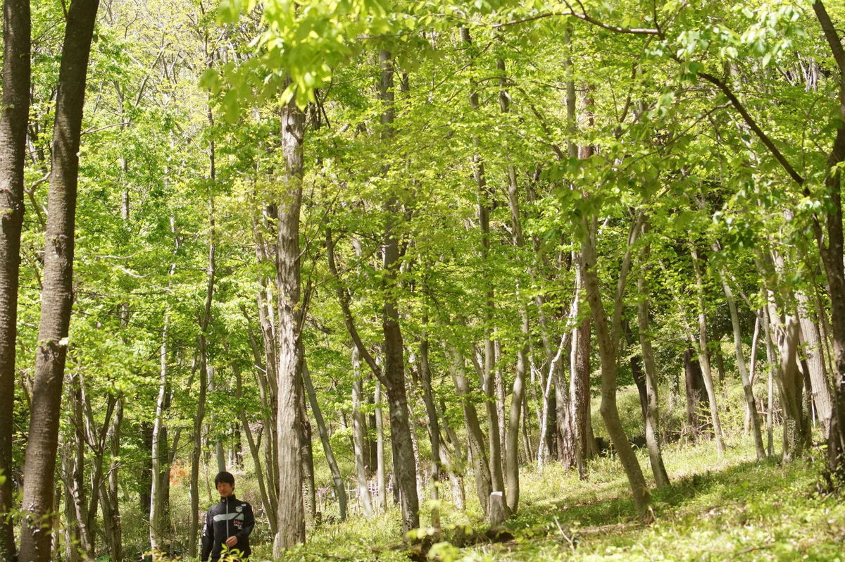 f:id:masatdm1951:20200419182419j:plain