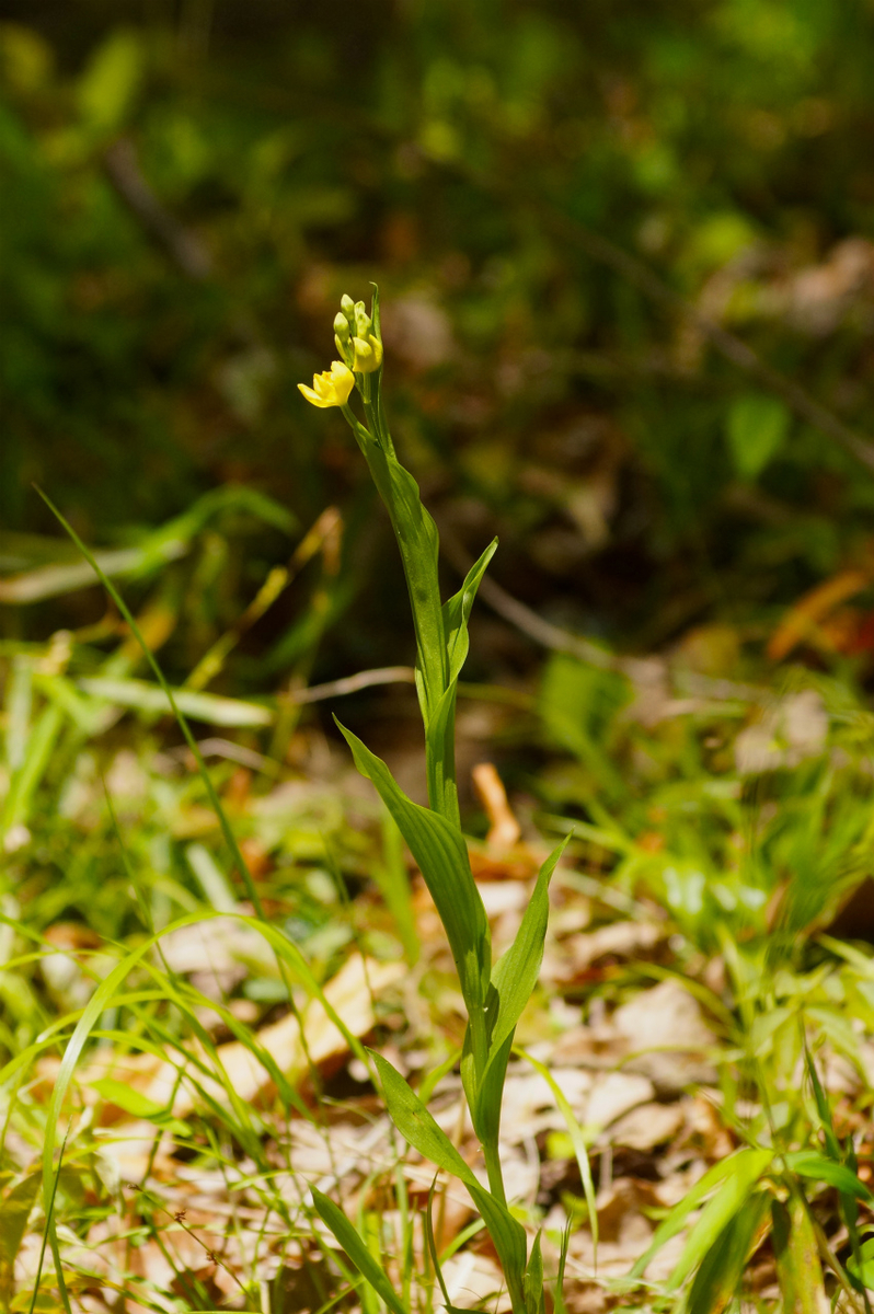 f:id:masatdm1951:20200419182533j:plain