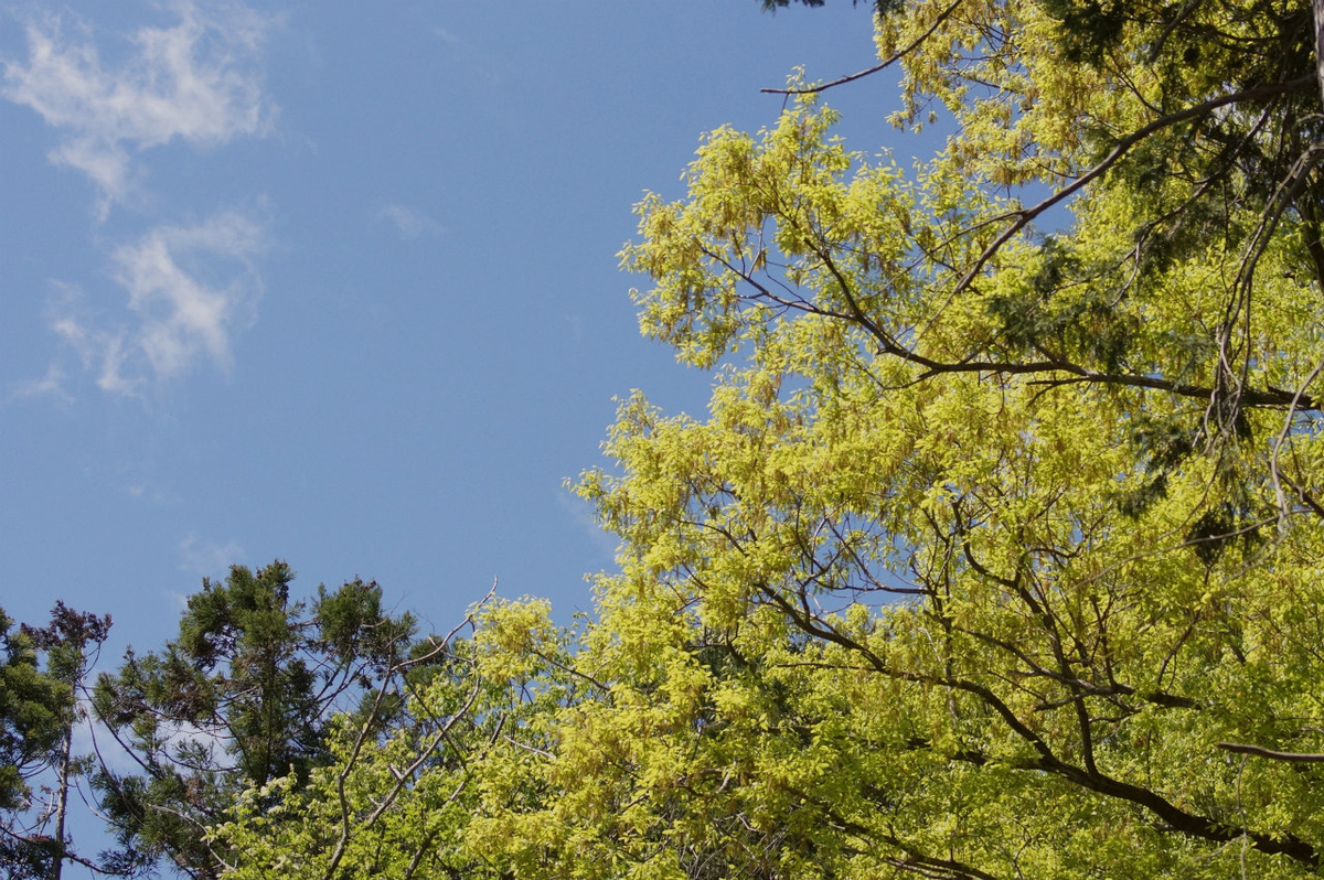 f:id:masatdm1951:20200419182708j:plain