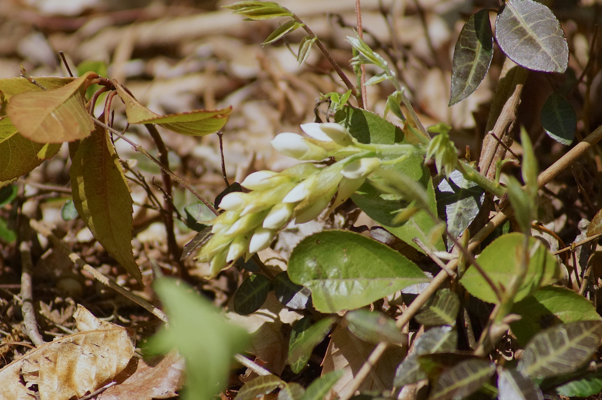 f:id:masatdm1951:20200419182716j:plain