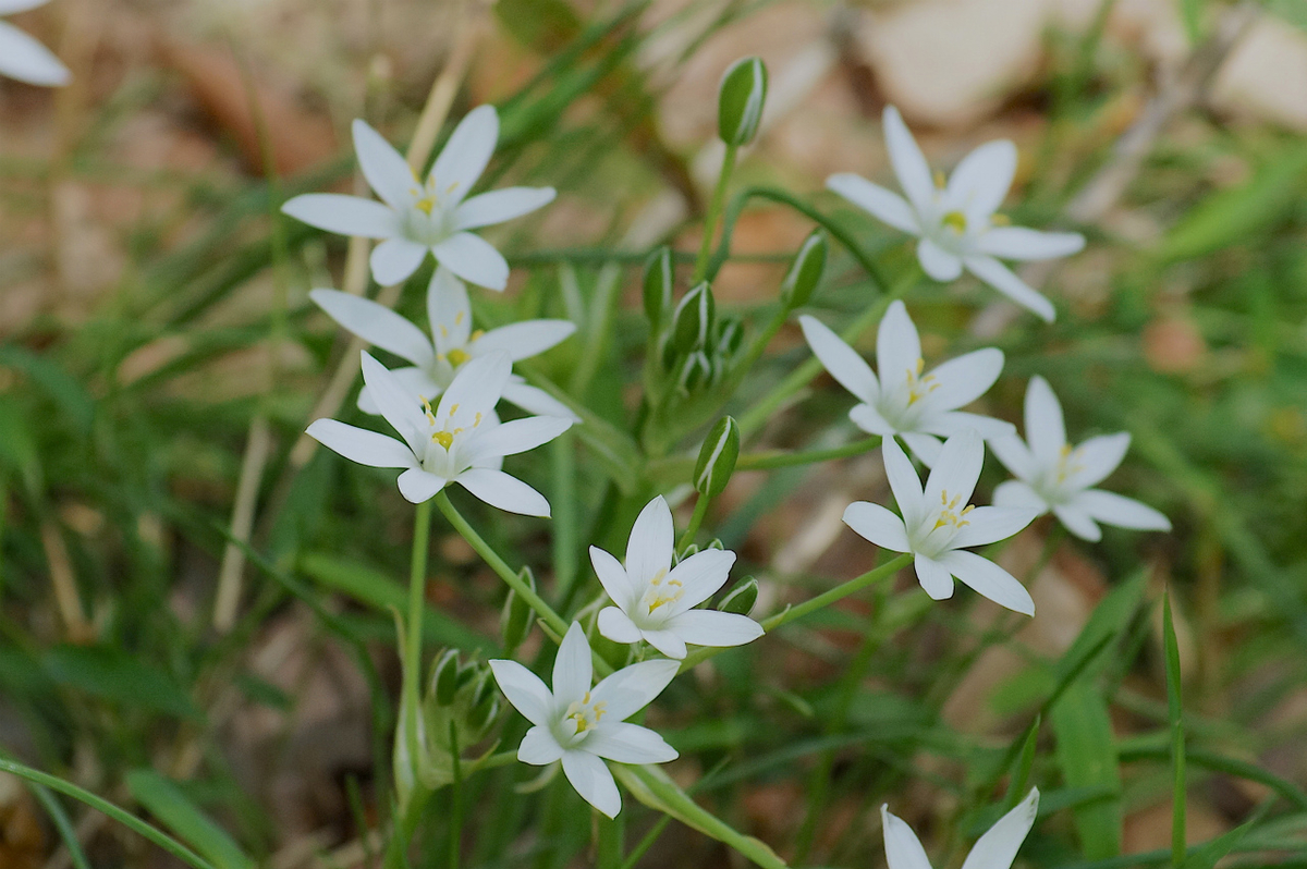 f:id:masatdm1951:20200419182811j:plain