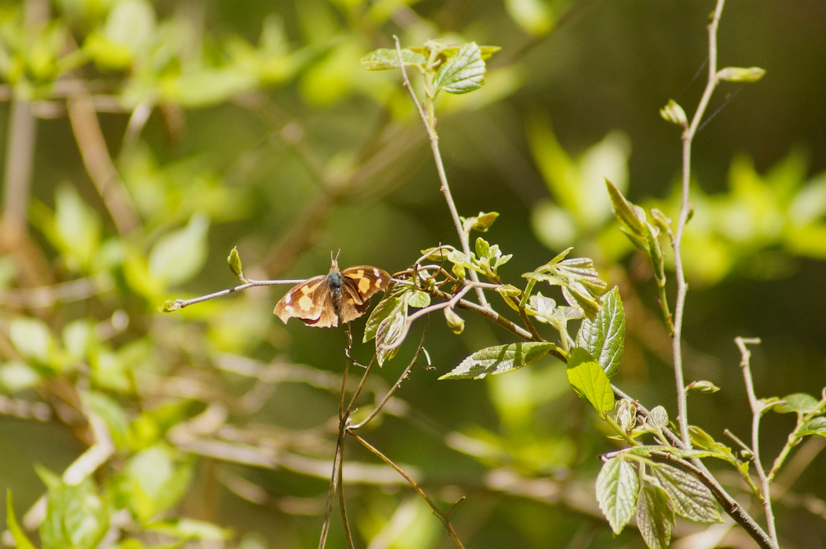 f:id:masatdm1951:20200419182821j:plain