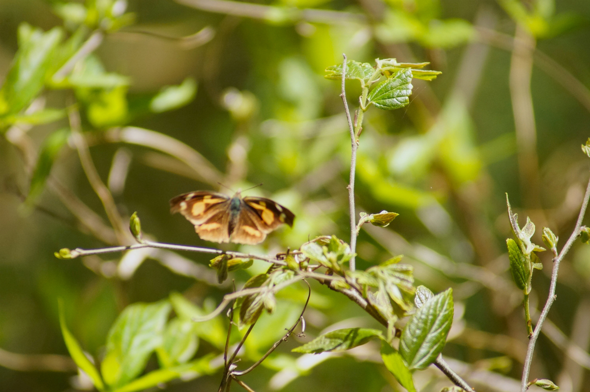 f:id:masatdm1951:20200419182905j:plain