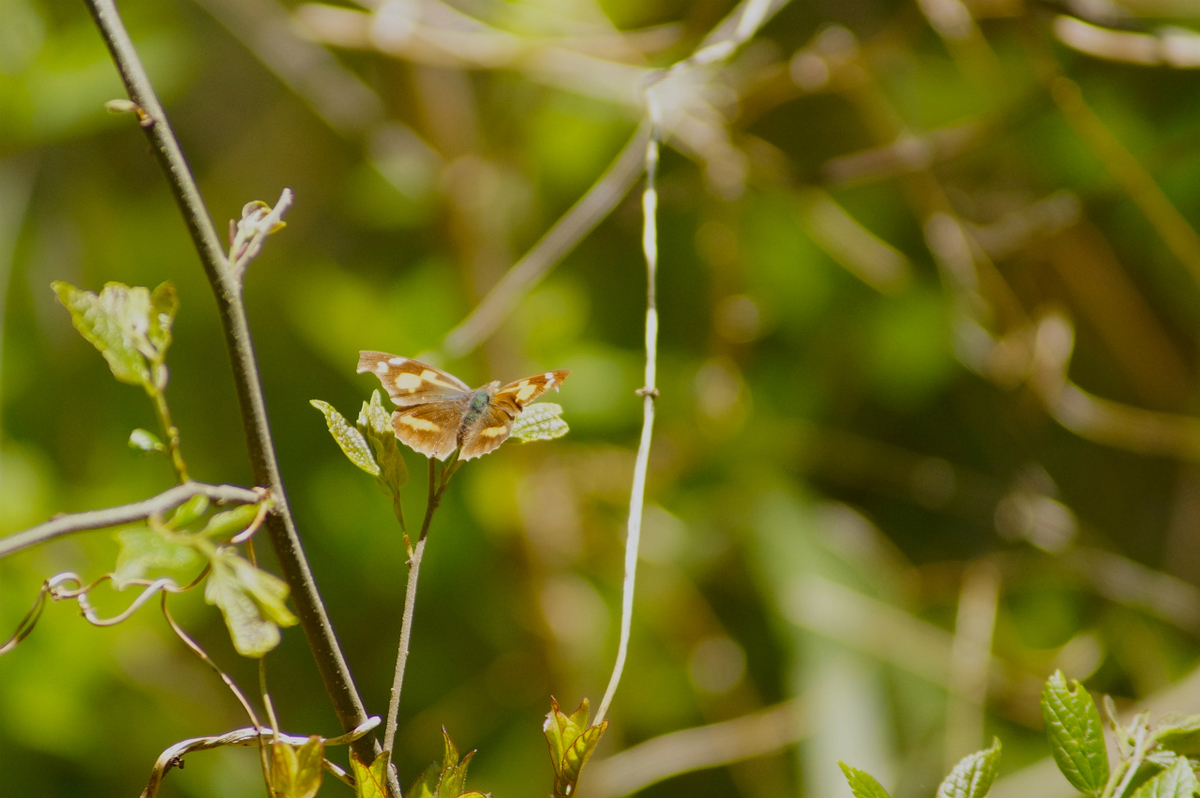 f:id:masatdm1951:20200419182928j:plain