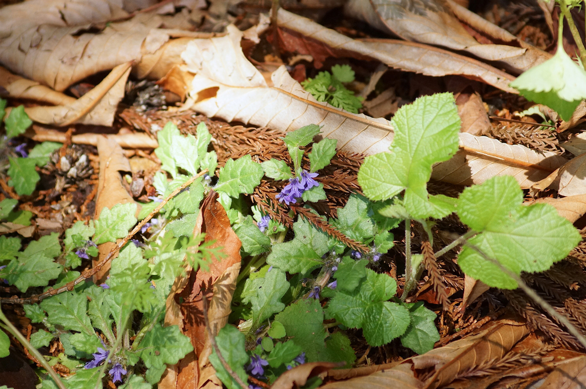 f:id:masatdm1951:20200419183006j:plain