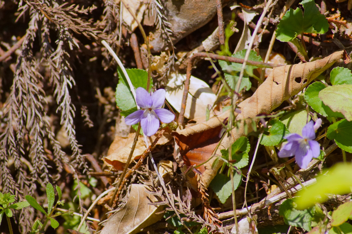 f:id:masatdm1951:20200419183059j:plain