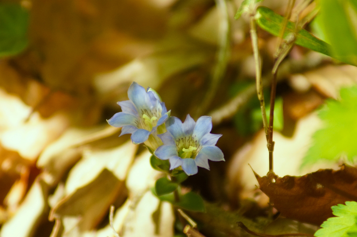 f:id:masatdm1951:20200419183326j:plain