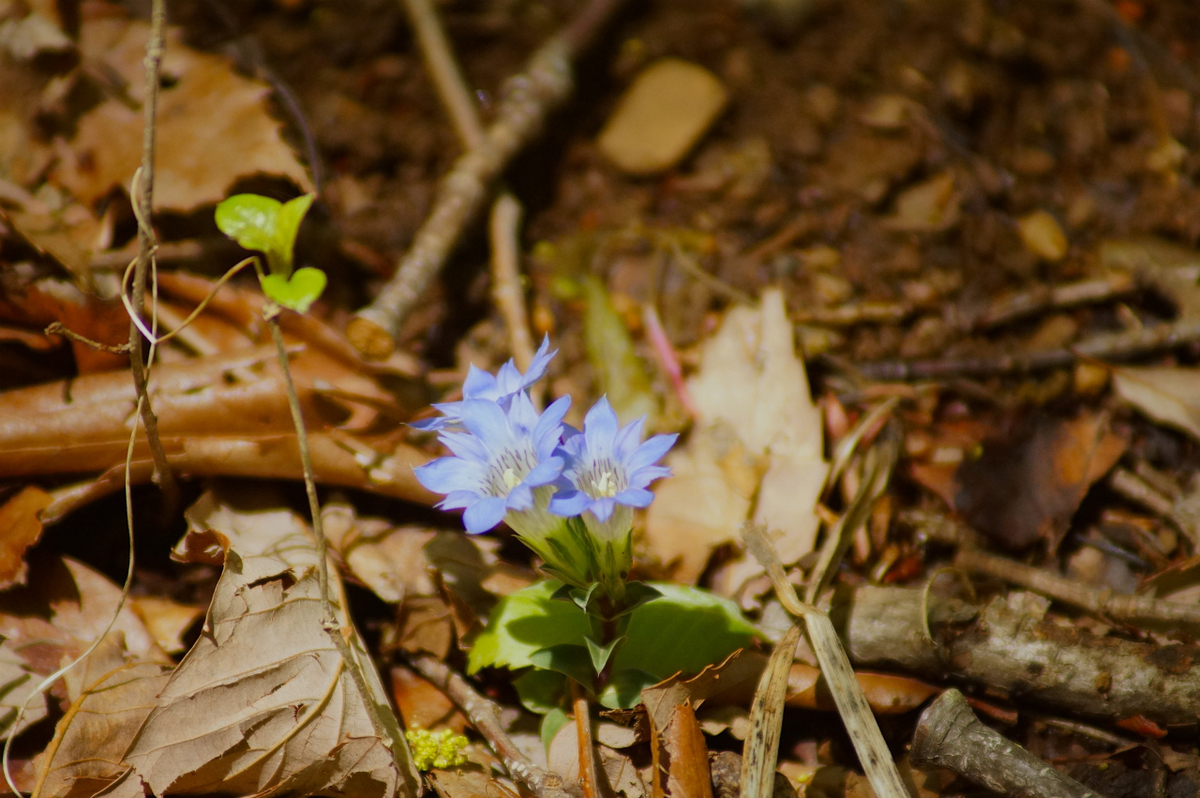 f:id:masatdm1951:20200419183348j:plain