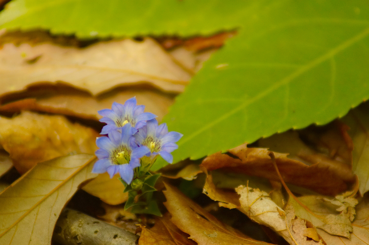 f:id:masatdm1951:20200419183401j:plain