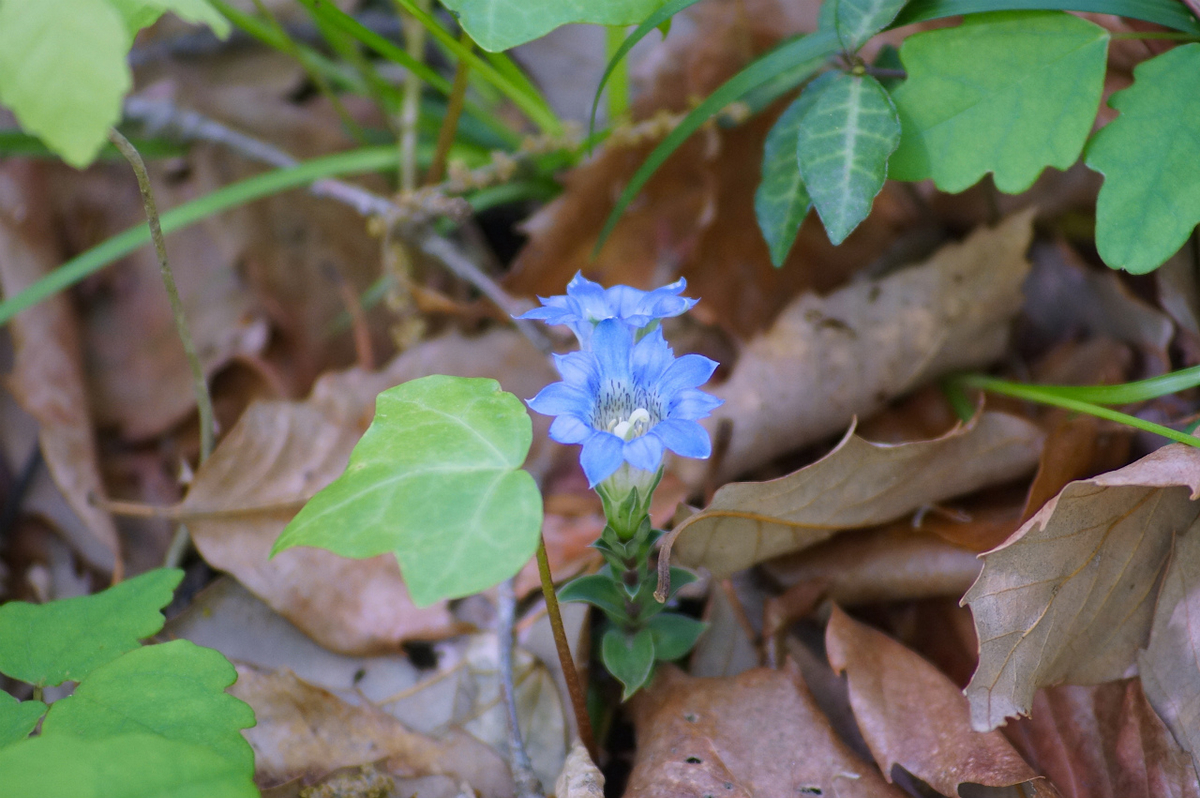 f:id:masatdm1951:20200419183418j:plain