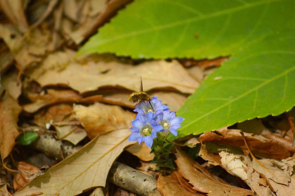 f:id:masatdm1951:20200419183451j:plain